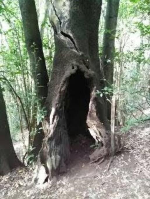 Monte Verde Chinamada المظهر الخارجي الصورة